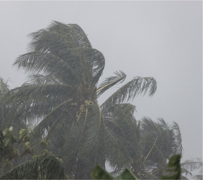 Palm Tree In Hurricane