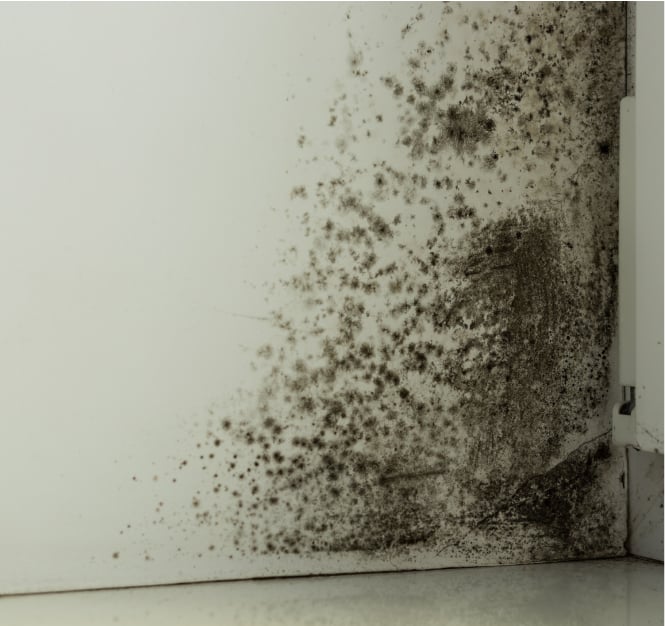Mold Damage In Home